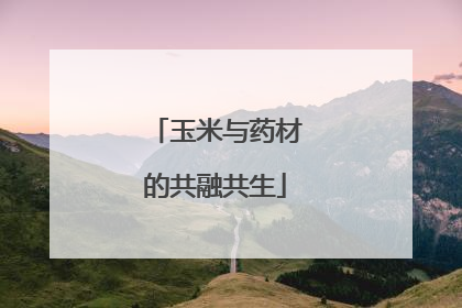 玉米与药材的共融共生