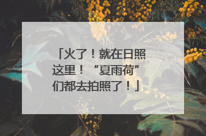火了！就在日照这里！“夏雨荷”们都去拍照了！