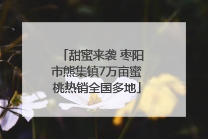 甜蜜来袭 枣阳市熊集镇7万亩蜜桃热销全国多地
