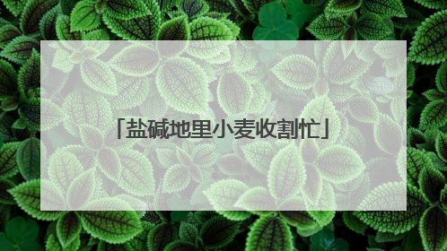 盐碱地里小麦收割忙