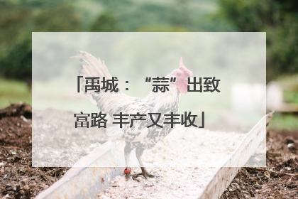 禹城：“蒜”出致富路 丰产又丰收