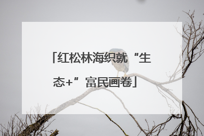 红松林海织就“生态+”富民画卷