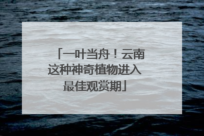 一叶当舟！云南这种神奇植物进入最佳观赏期