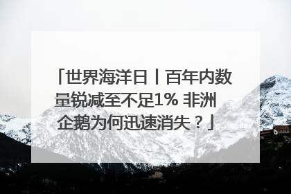 世界海洋日丨百年内数量锐减至不足1% 非洲企鹅为何迅速消失？