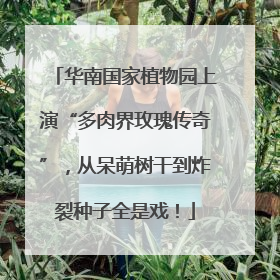 华南国家植物园上演“多肉界玫瑰传奇”，从呆萌树干到炸裂种子全是戏！