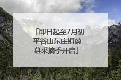 即日起至7月初 平谷山东庄镇桑葚采摘季开启