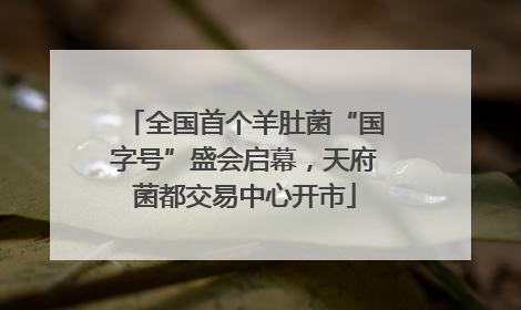全国首个羊肚菌“国字号”盛会启幕，天府菌都交易中心开市