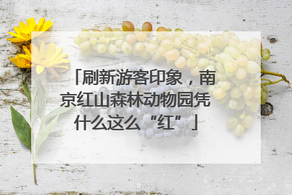 刷新游客印象，南京红山森林动物园凭什么这么“红”