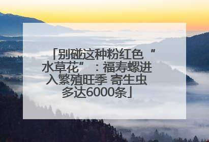 别碰这种粉红色“水草花”：福寿螺进入繁殖旺季 寄生虫多达6000条