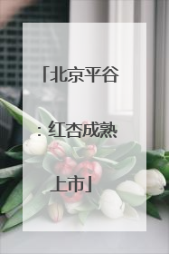 北京平谷：红杏成熟上市