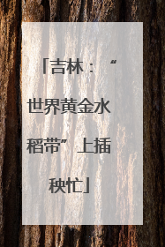 吉林：“世界黄金水稻带”上插秧忙