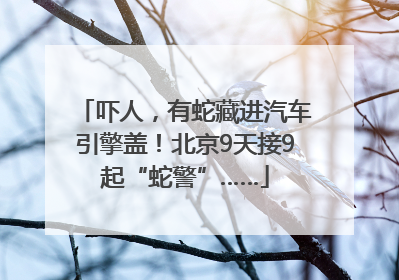 吓人，有蛇藏进汽车引擎盖！北京9天接9起“蛇警”……