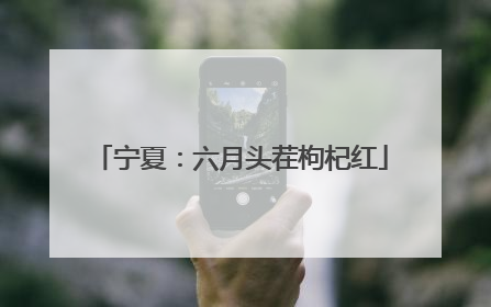 宁夏：六月头茬枸杞红