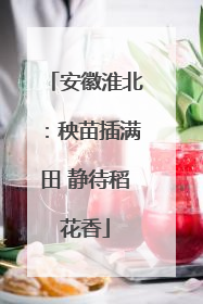 安徽淮北：秧苗插满田 静待稻花香