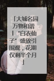 大城名园 万物和谐│“白衣仙子”盛放引围观，花期仅剩半个月