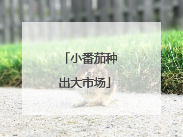 小番茄种出大市场