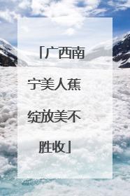 广西南宁美人蕉绽放美不胜收