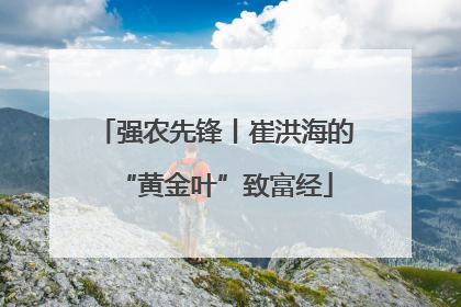 强农先锋丨崔洪海的“黄金叶”致富经