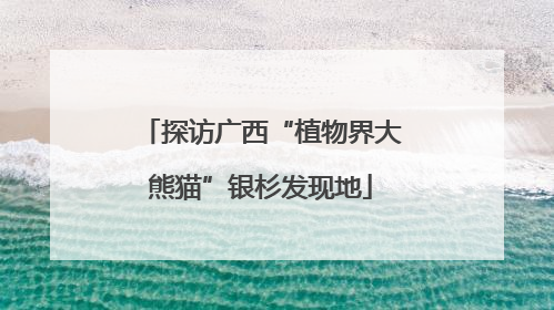 探访广西“植物界大熊猫”银杉发现地