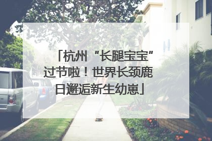 杭州“长腿宝宝”过节啦！世界长颈鹿日邂逅新生幼崽