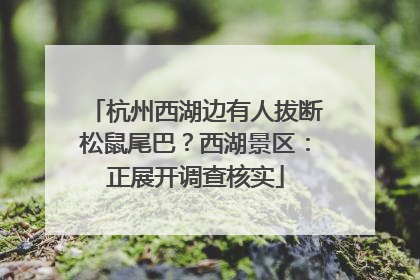 杭州西湖边有人拔断松鼠尾巴？西湖景区：正展开调查核实