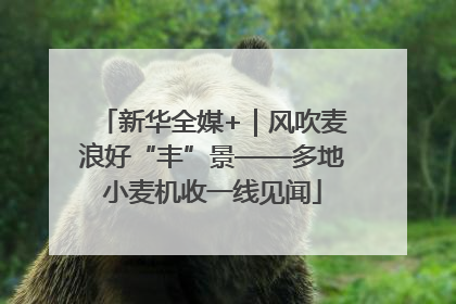 新华全媒+｜风吹麦浪好“丰”景——多地小麦机收一线见闻