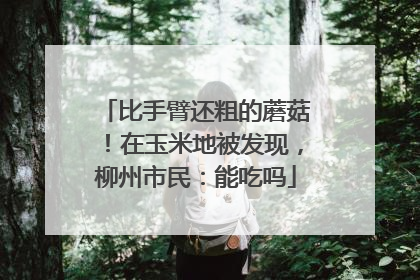 比手臂还粗的蘑菇！在玉米地被发现，柳州市民：能吃吗