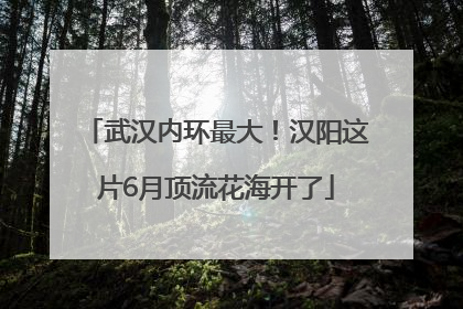 武汉内环最大！汉阳这片6月顶流花海开了
