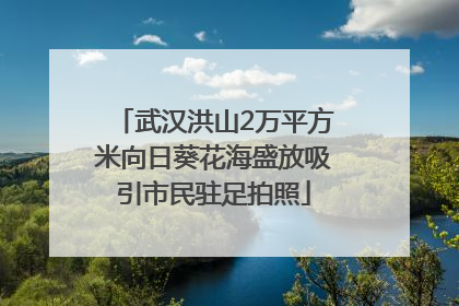 武汉洪山2万平方米向日葵花海盛放吸引市民驻足拍照