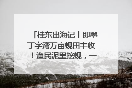 桂东出海记丨即墨丁字湾万亩蚬田丰收！渔民泥里挖蚬，一天上岸过千斤
