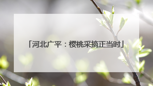 河北广平:樱桃采摘正当时