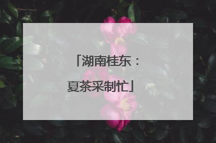湖南桂东：夏茶采制忙