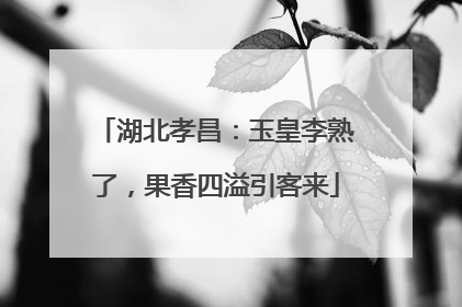 湖北孝昌：玉皇李熟了，果香四溢引客来