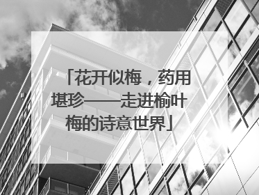 花开似梅，药用堪珍——走进榆叶梅的诗意世界