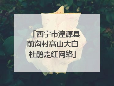 西宁市湟源县前沟村高山大白杜鹃走红网络