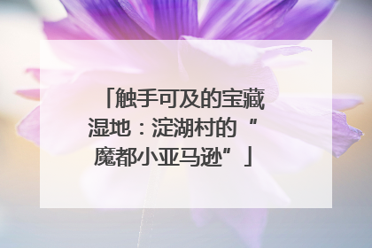 触手可及的宝藏湿地：淀湖村的“魔都小亚马逊”