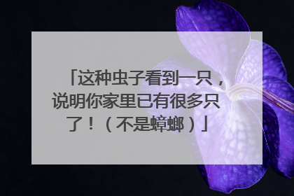 这种虫子看到一只，说明你家里已有很多只了！（不是蟑螂）