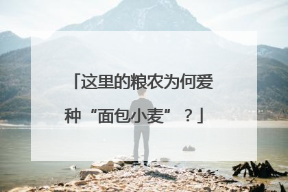 这里的粮农为何爱种“面包小麦”？