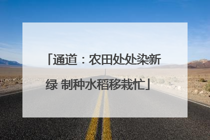 通道：农田处处染新绿 制种水稻移栽忙