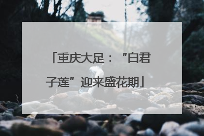 重庆大足：“白君子莲”迎来盛花期