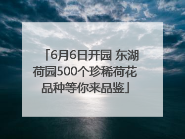 6月6日开园 东湖荷园500个珍稀荷花品种等你来品鉴