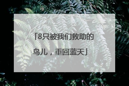 8只被我们救助的鸟儿，重回蓝天